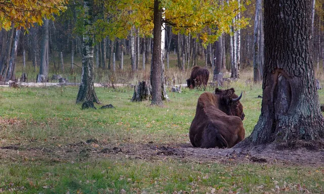 Prioksko-Terrasnyy gosudarstvennyy prirodnyy biosfernyy zapovednik