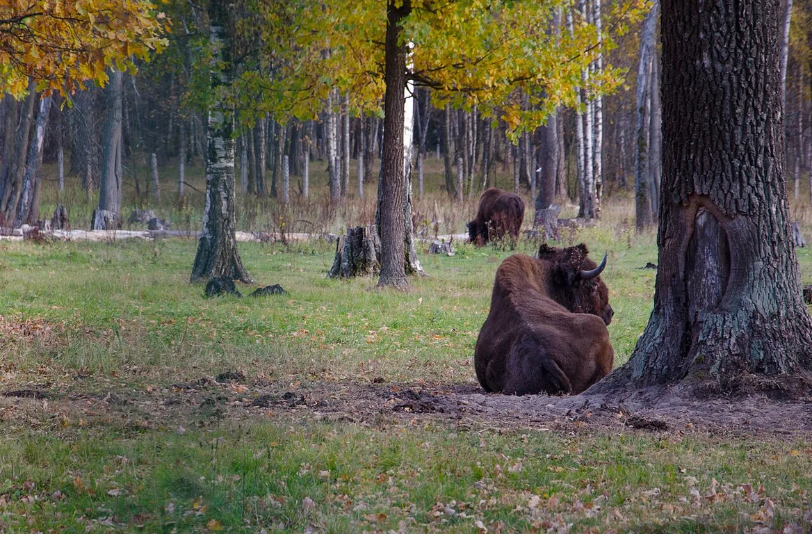 Prioksko-Terrasnyy gosudarstvennyy prirodnyy biosfernyy zapovednik