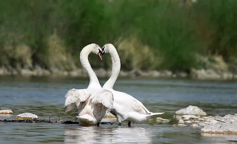 Mute Swan (Cygnus olor) — photo 2 of 3