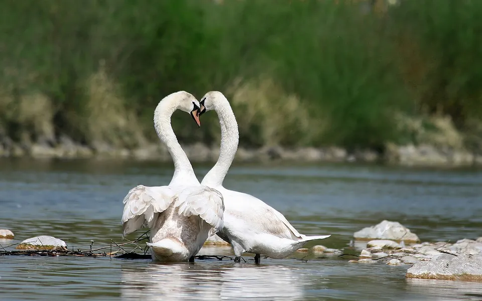 Mute Swan (Cygnus olor) — photo 2 of 3