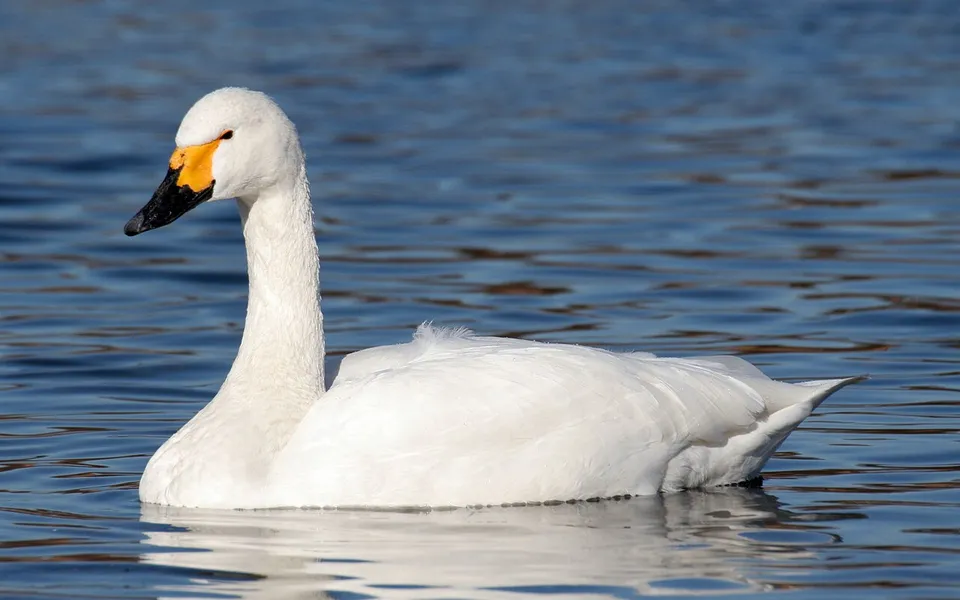 Tundra Swan (Cygnus columbianus) — photo 2 of 4