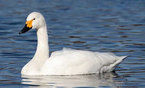 Tundra Swan (Cygnus columbianus) — photo 2 of 4