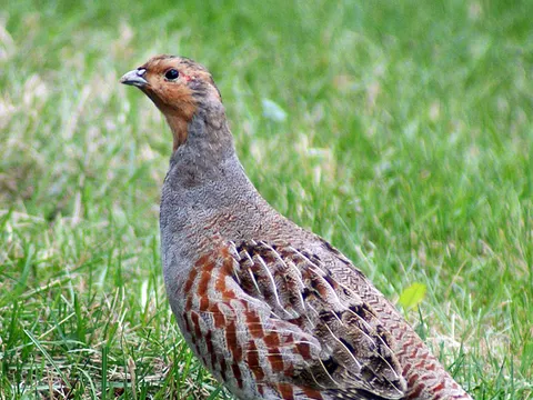 Gray Partridge (Perdix perdix) — photo 2 of 3