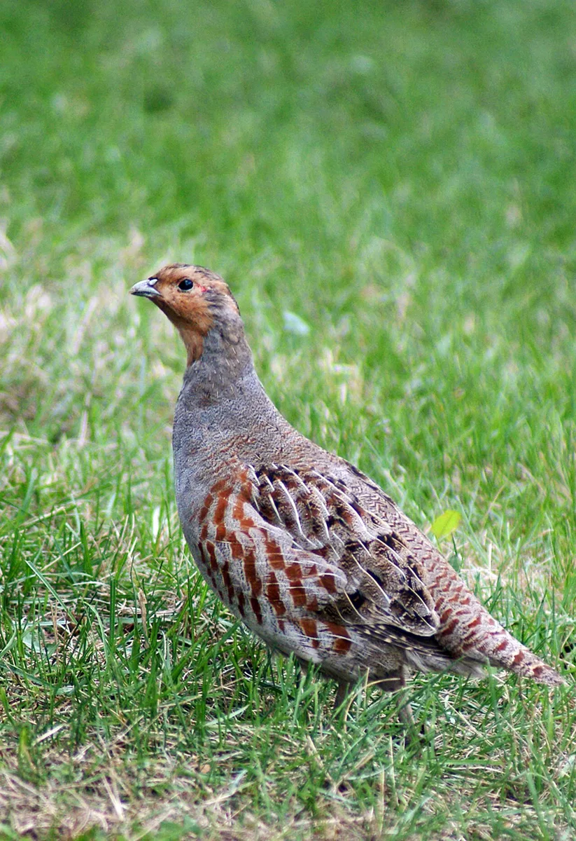 Gray Partridge (Perdix perdix) — photo 2 of 3