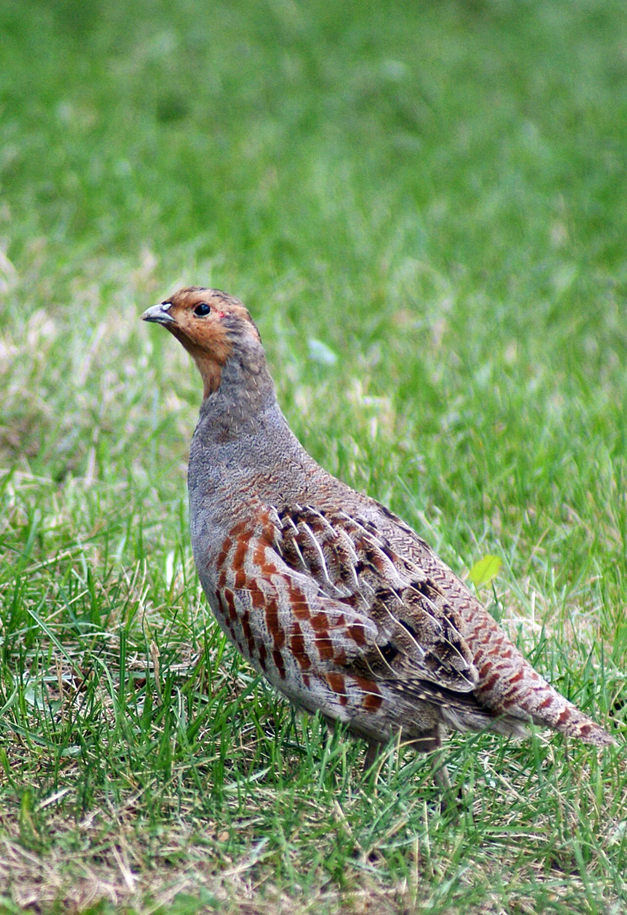 Gray Partridge (Perdix perdix) — photo 2 of 3