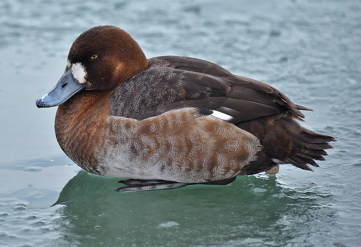 Greater Scaup