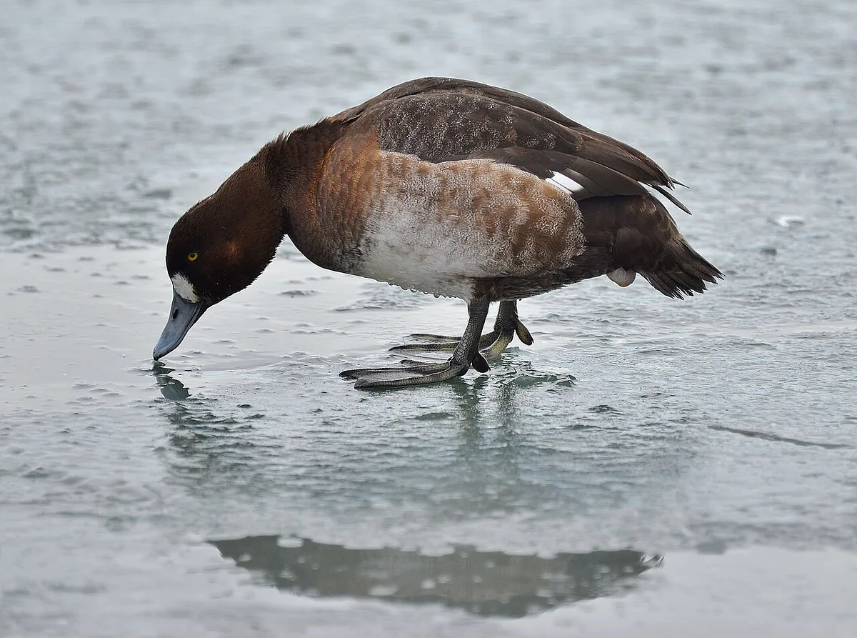 Greater Scaup