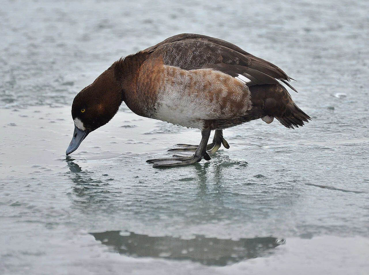 Greater Scaup