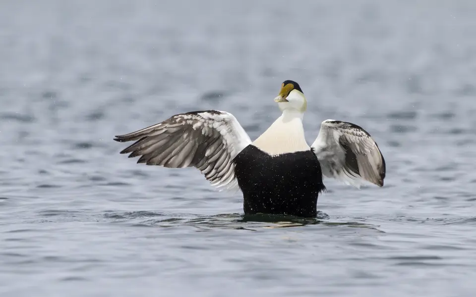 Common Eider (Somateria mollissima) — photo 2 of 4