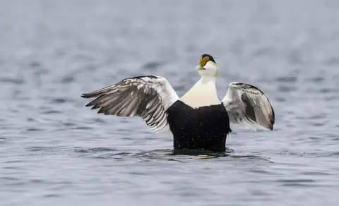Common Eider (Somateria mollissima) — photo 2 of 4