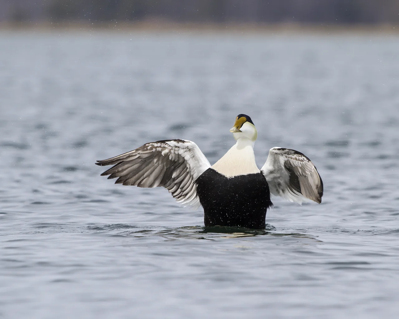 Common Eider (Somateria mollissima) — photo 2 of 4