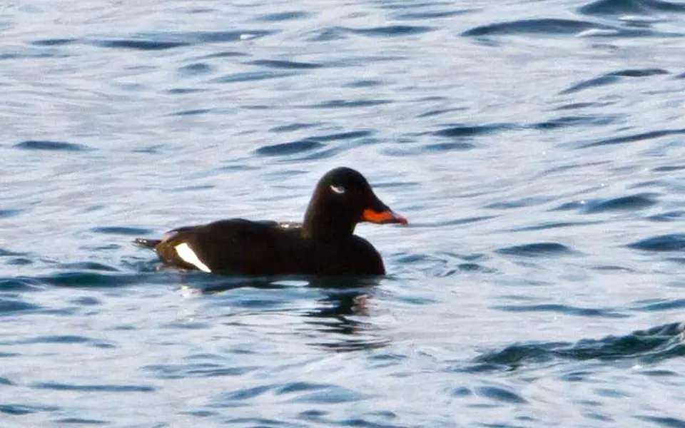 Velvet Scoter (Melanitta fusca) — photo 2 of 6