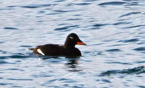 Velvet Scoter