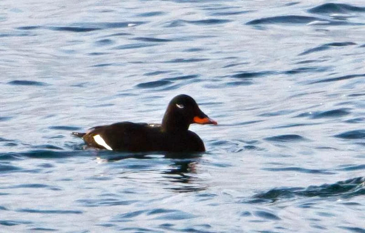 Velvet Scoter