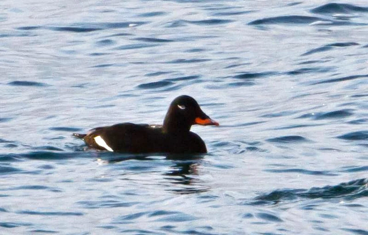 Velvet Scoter