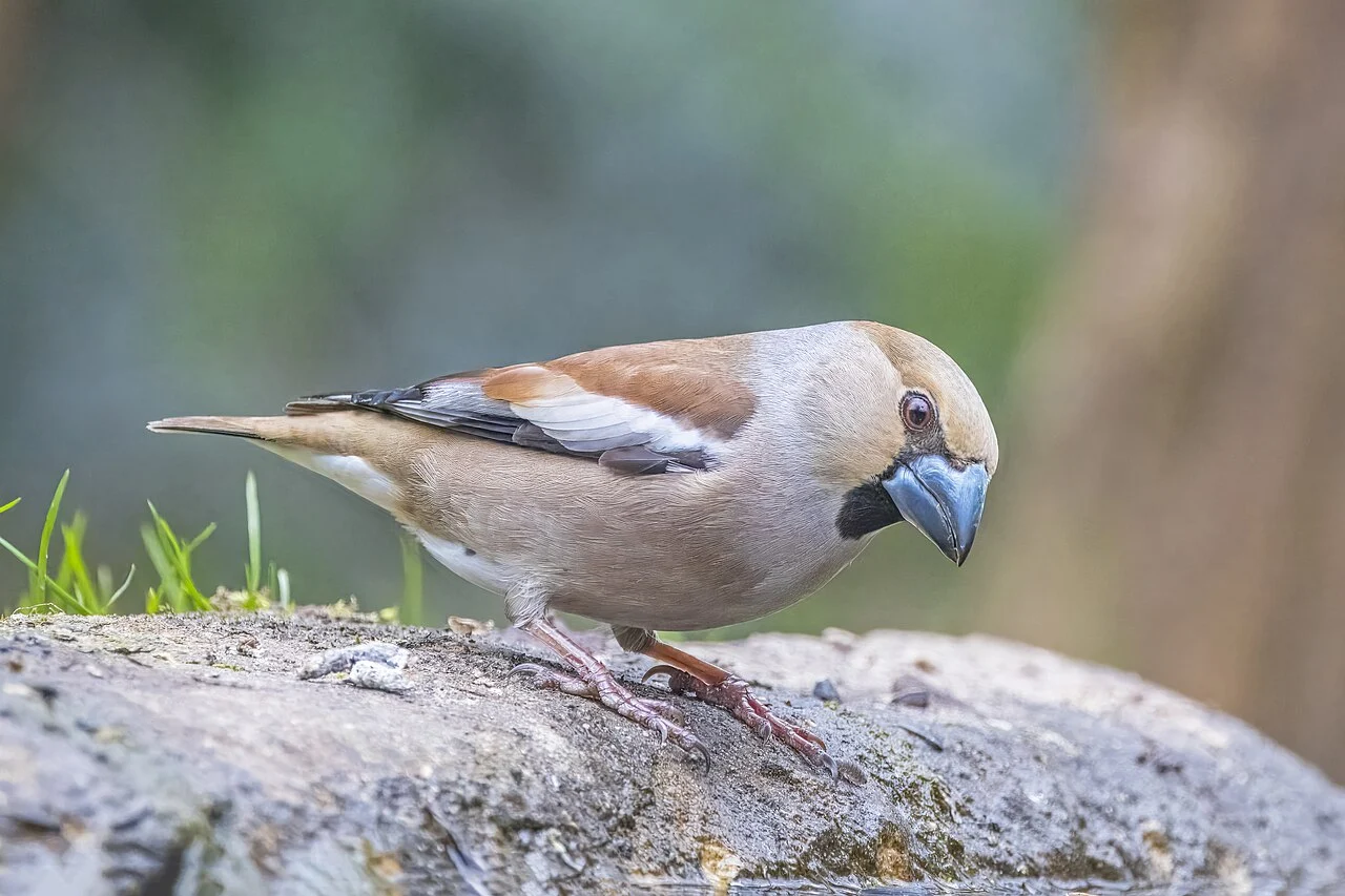 Hawfinch (Coccothraustes coccothraustes) — photo 5 of 5
