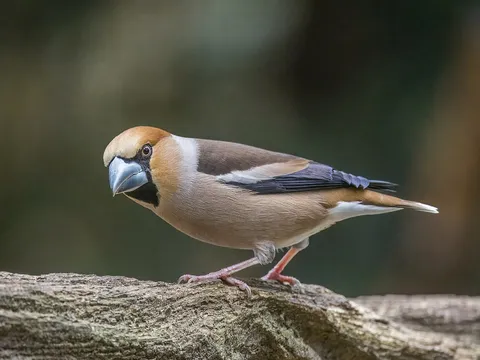 Hawfinch
