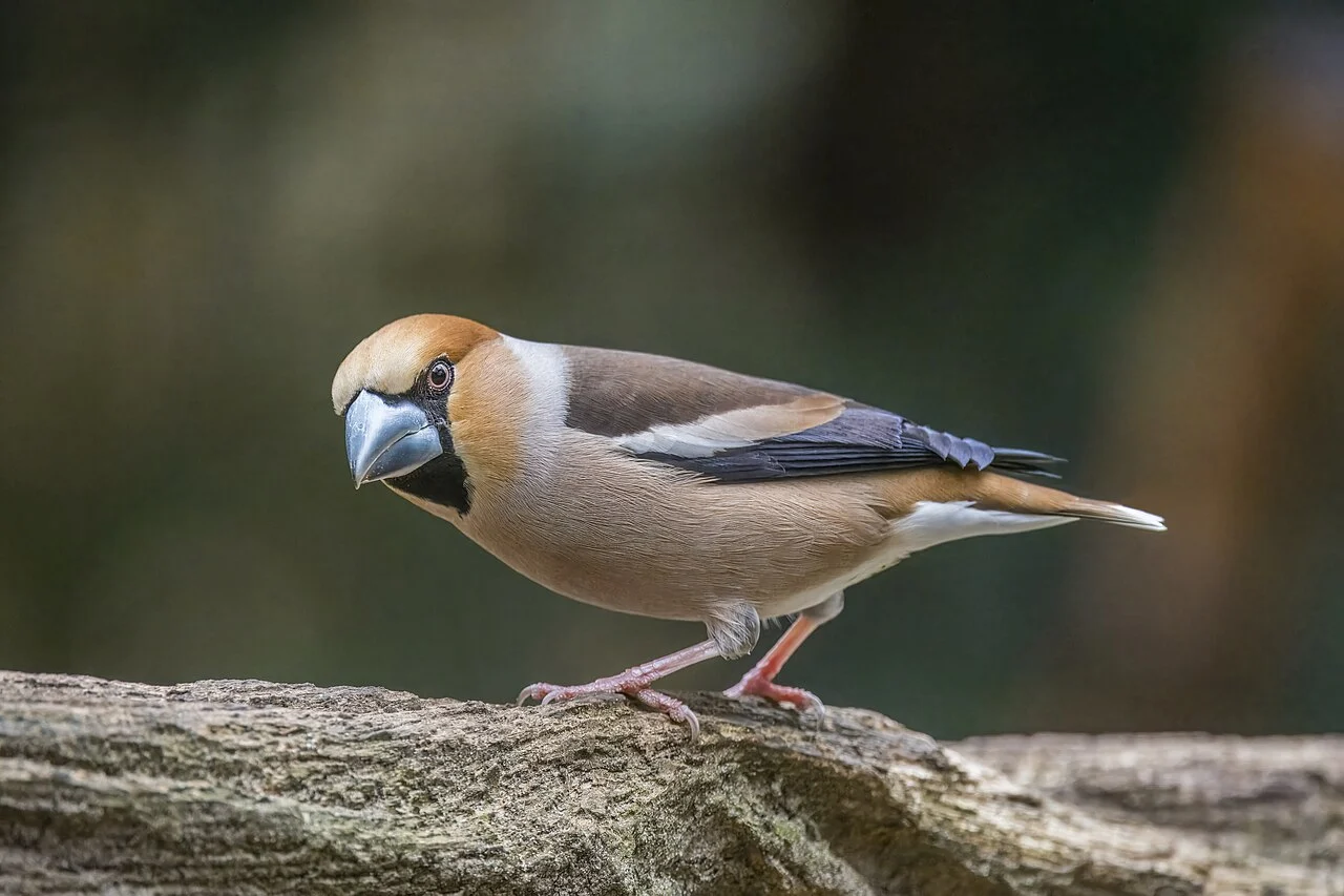Hawfinch (Coccothraustes coccothraustes) — photo 1 of 5