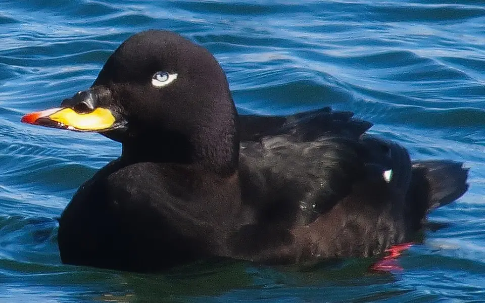 Velvet Scoter (Melanitta fusca) — photo 5 of 6