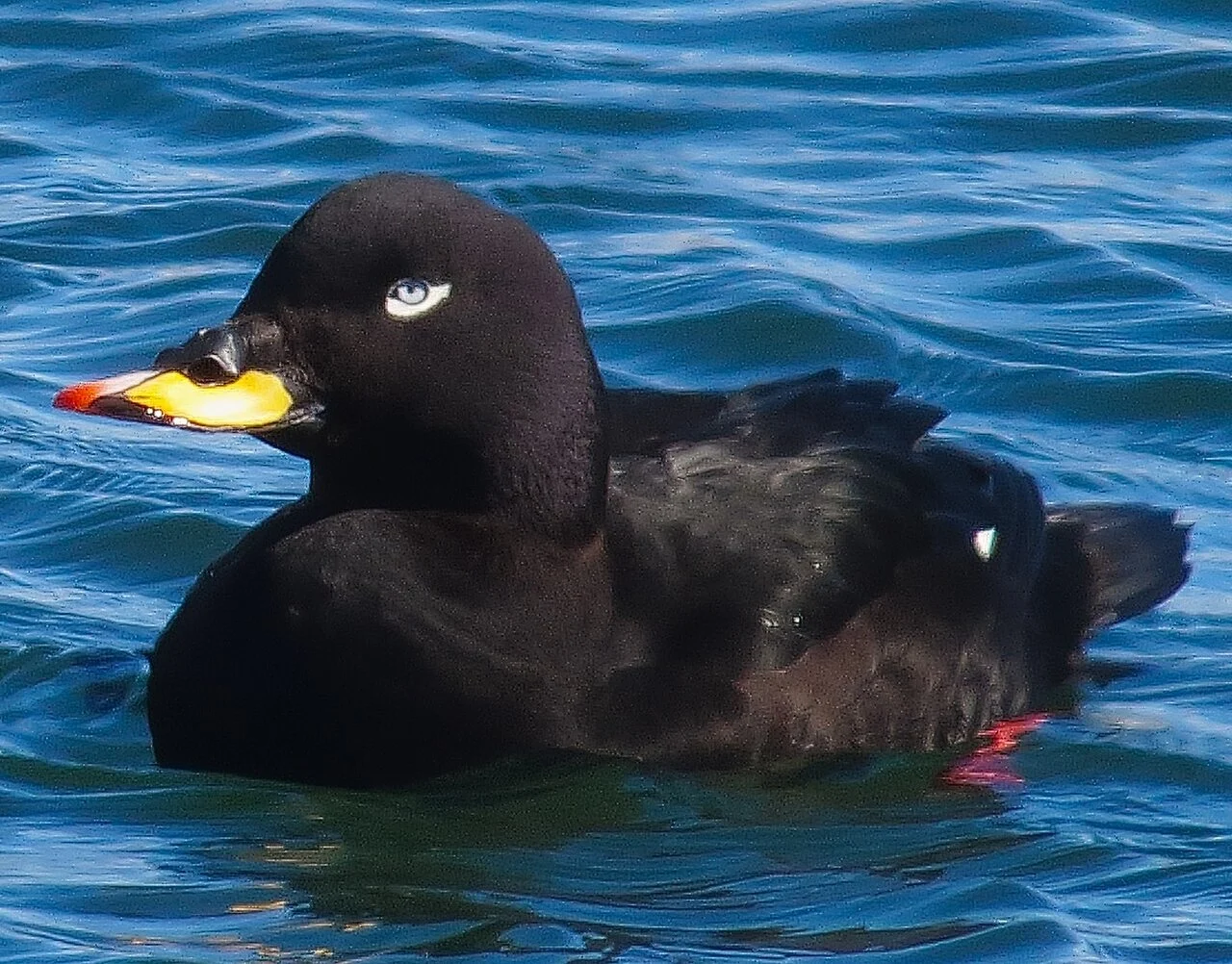 Velvet Scoter