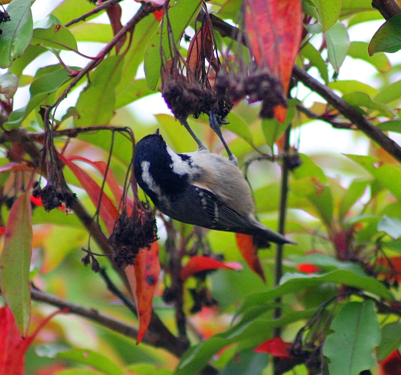 Coal Tit (Periparus ater) — photo 4 of 5