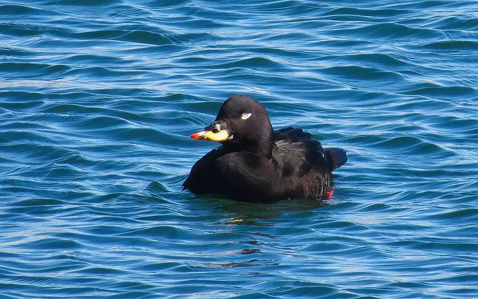 Velvet Scoter (Melanitta fusca) — photo 3 of 6