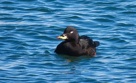 Velvet Scoter