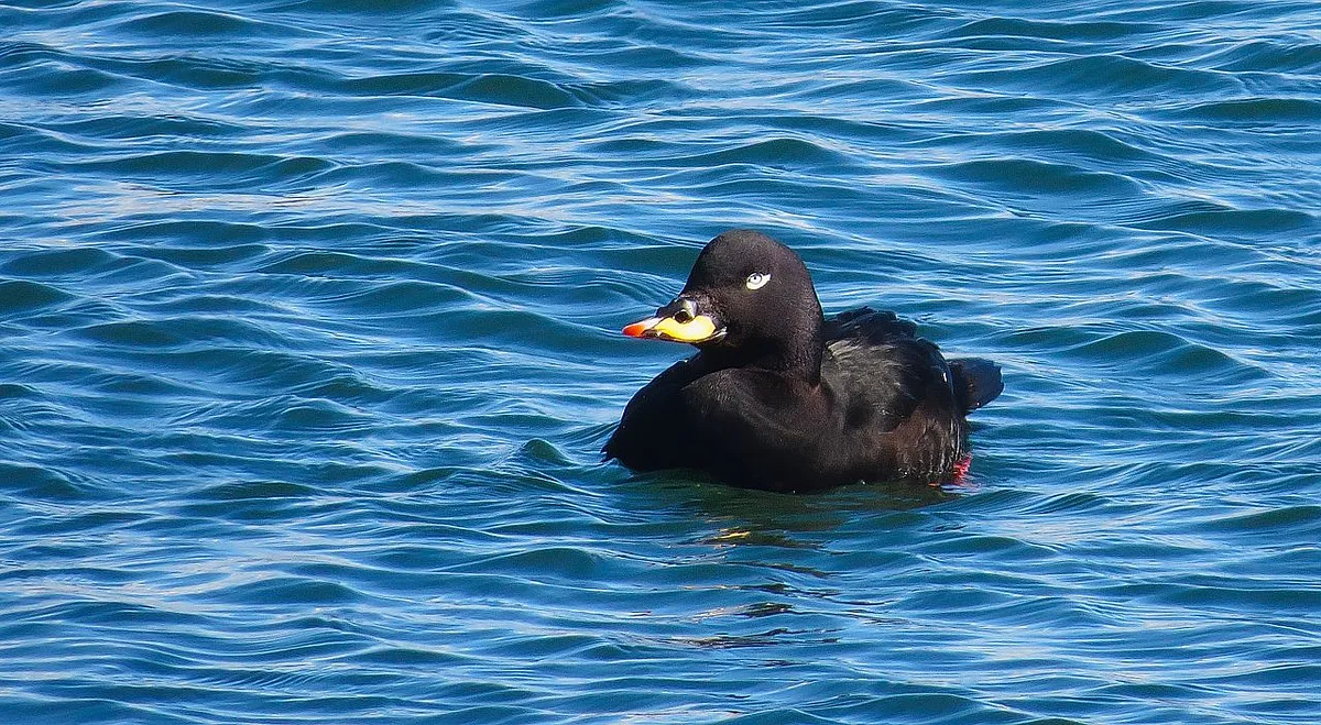 Velvet Scoter