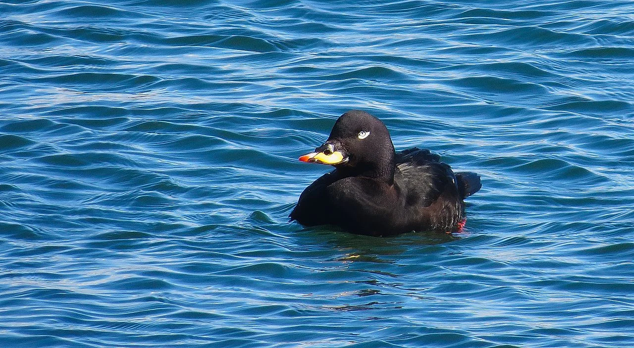 Velvet Scoter