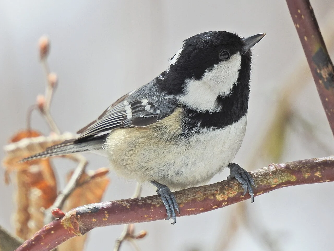 Coal Tit (Periparus ater) — photo 2 of 5