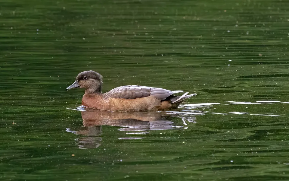 Red-crested Pochard (Netta rufina) — photo 3 of 6