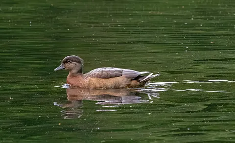 Red-crested Pochard (Netta rufina) — photo 3 of 6
