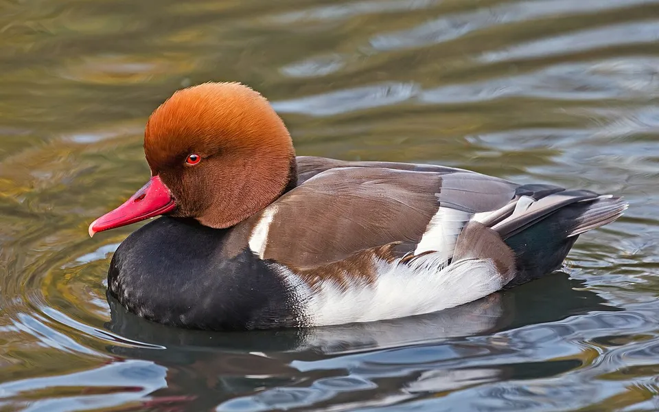 Red-crested Pochard (Netta rufina) — photo 5 of 6