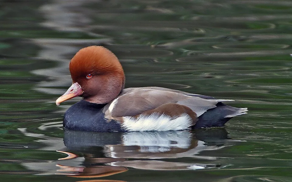 Red-crested Pochard (Netta rufina) — photo 2 of 6