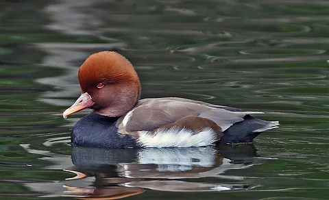 Red-crested Pochard (Netta rufina) — photo 2 of 6