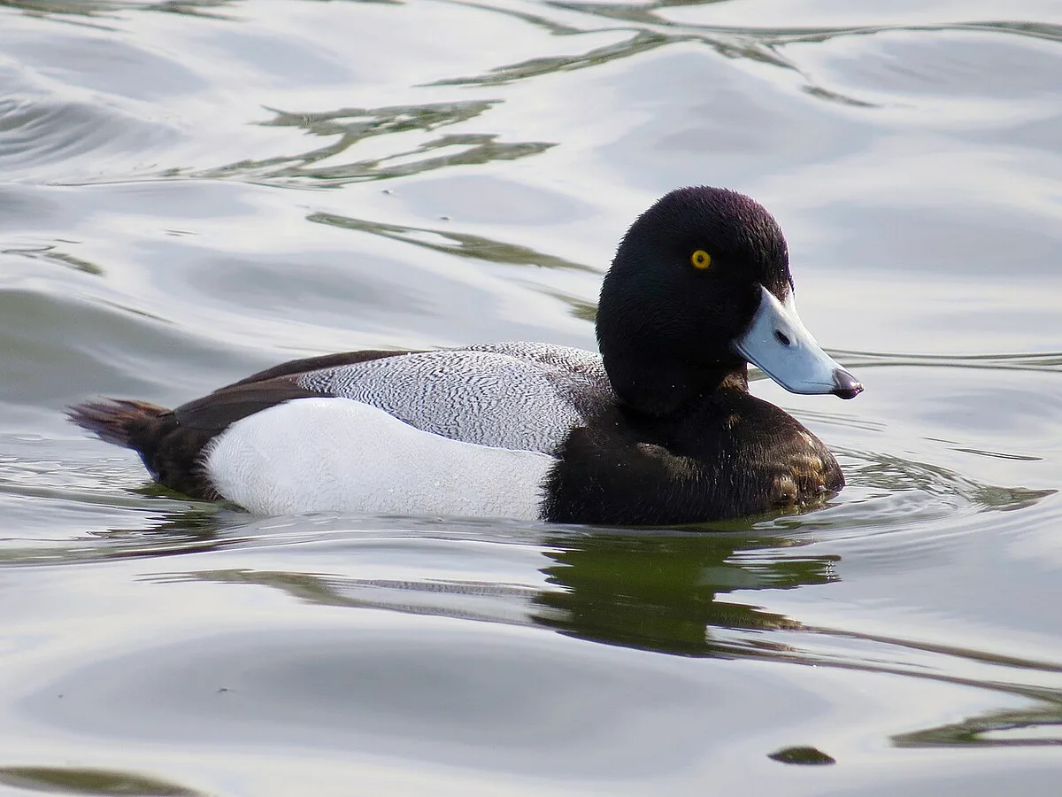 Greater Scaup