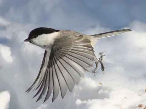 Willow Tit (Poecile montanus) — photo 3 of 6