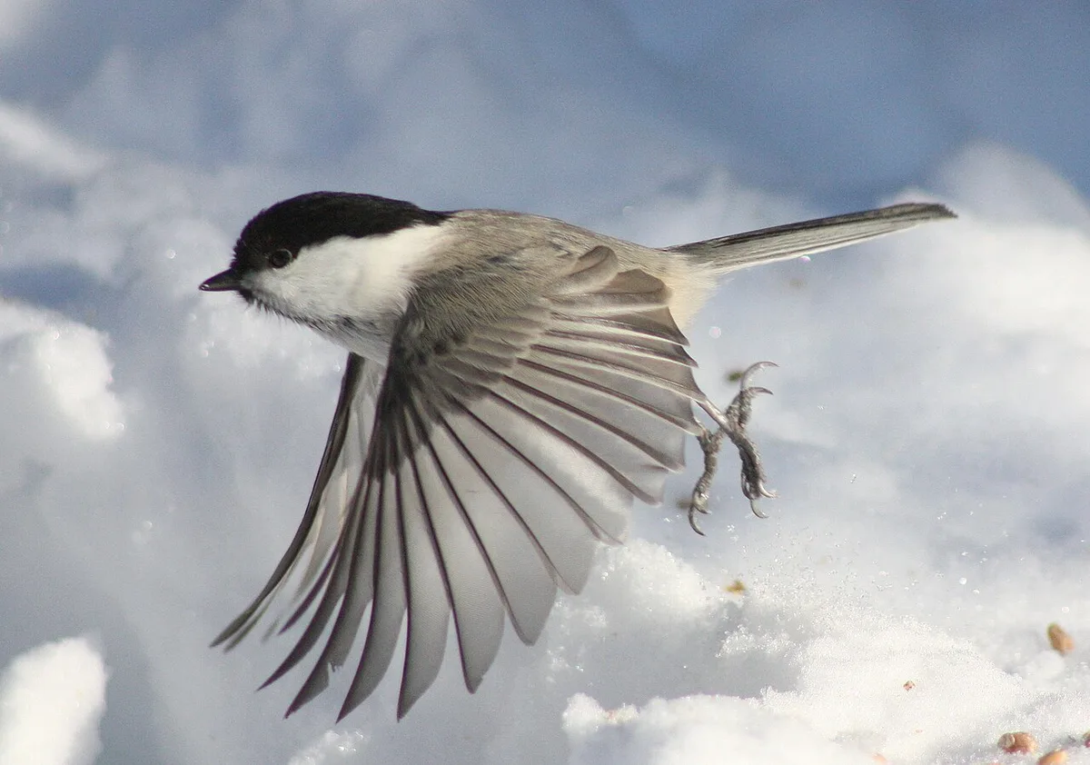 Willow Tit (Poecile montanus) — photo 3 of 6