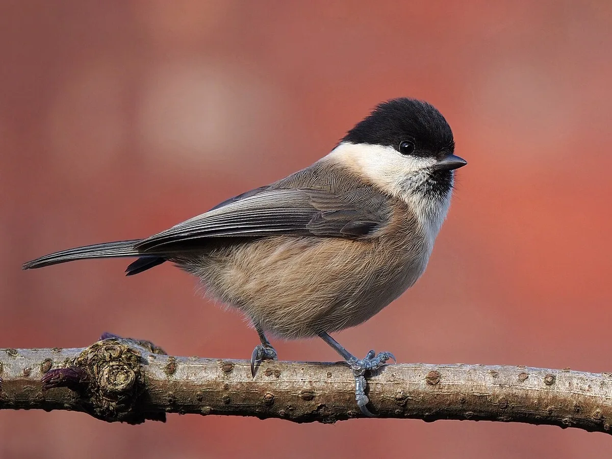 Willow Tit (Poecile montanus) — photo 1 of 6