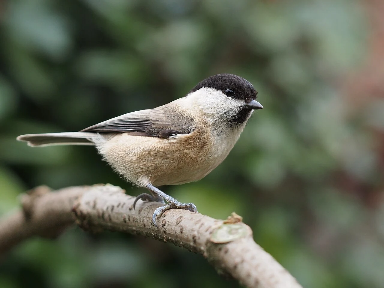 Willow Tit (Poecile montanus) — photo 2 of 6