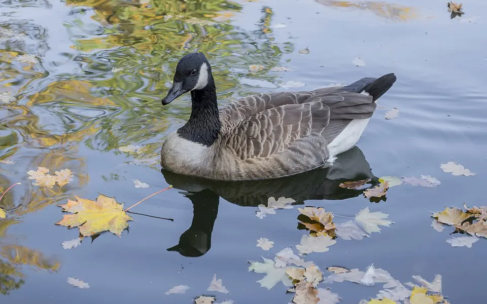 Canada Goose (Branta canadensis) — photo 1 of 5