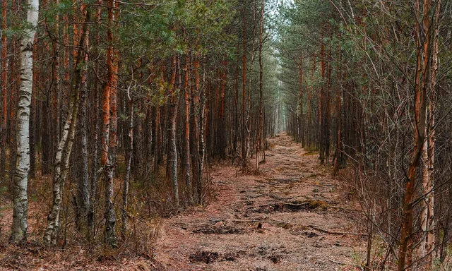 Sosnovka park