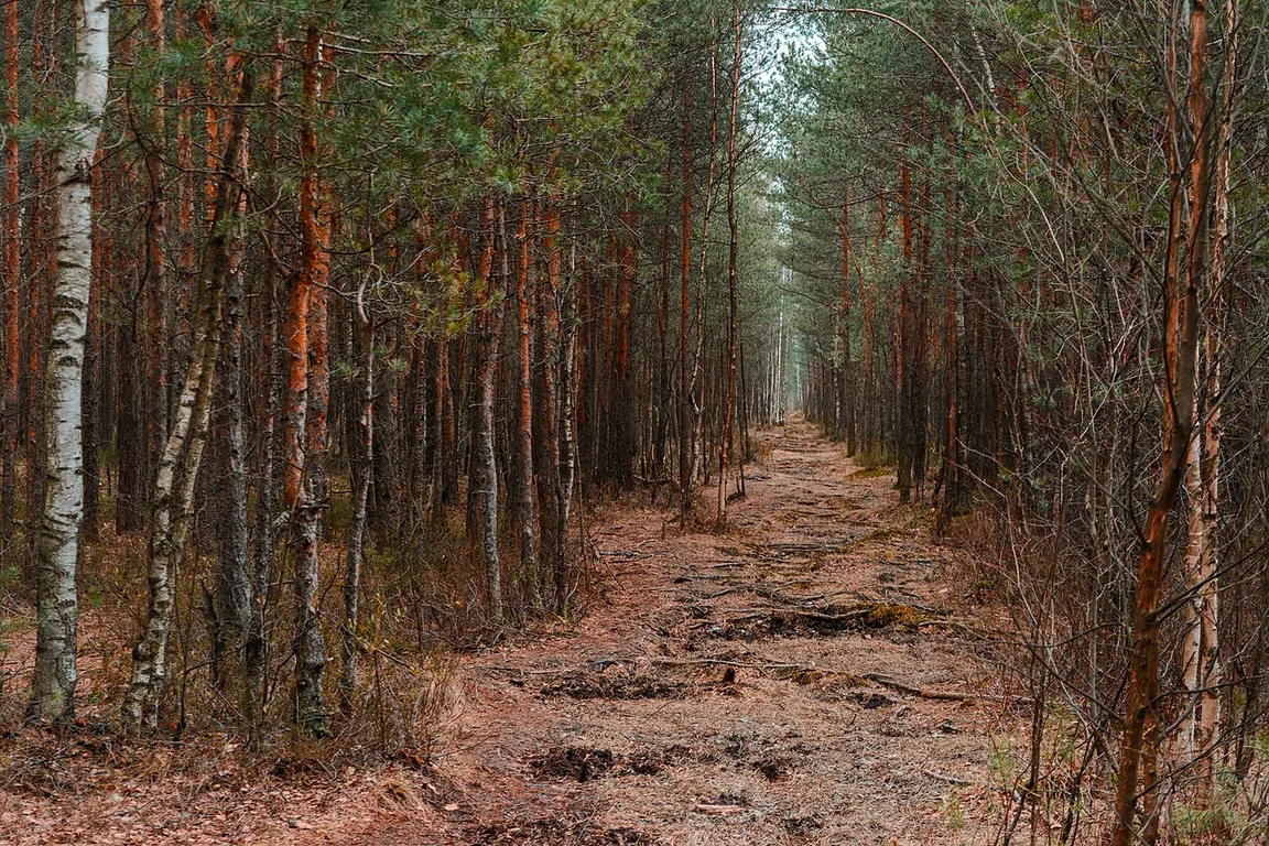 Sosnovka park