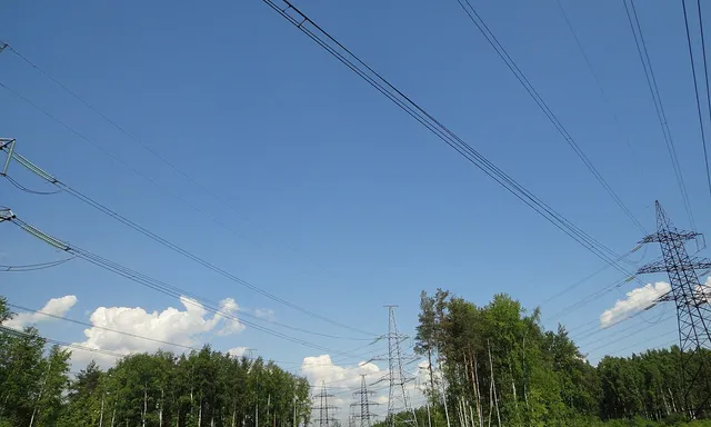 Rzhevsky city forest