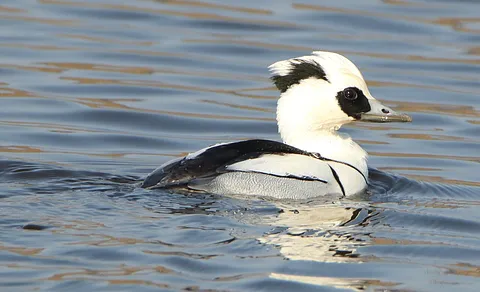 Smew