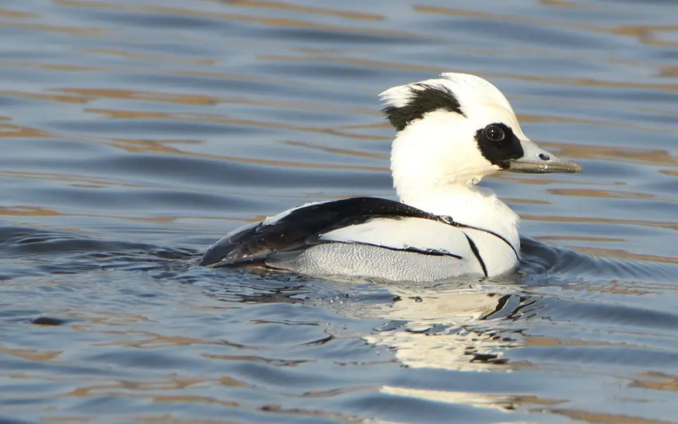 Smew (Mergellus albellus) — photo 2 of 4