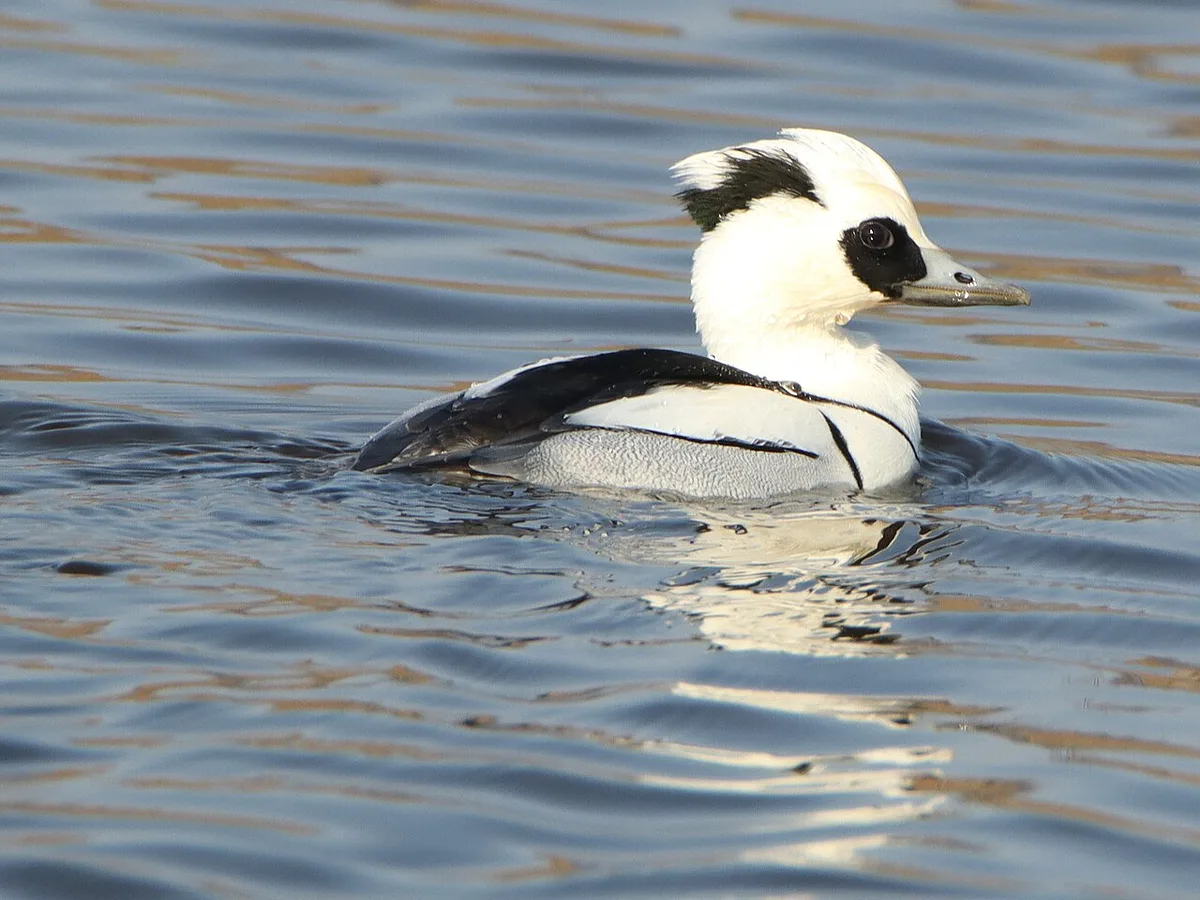 Smew