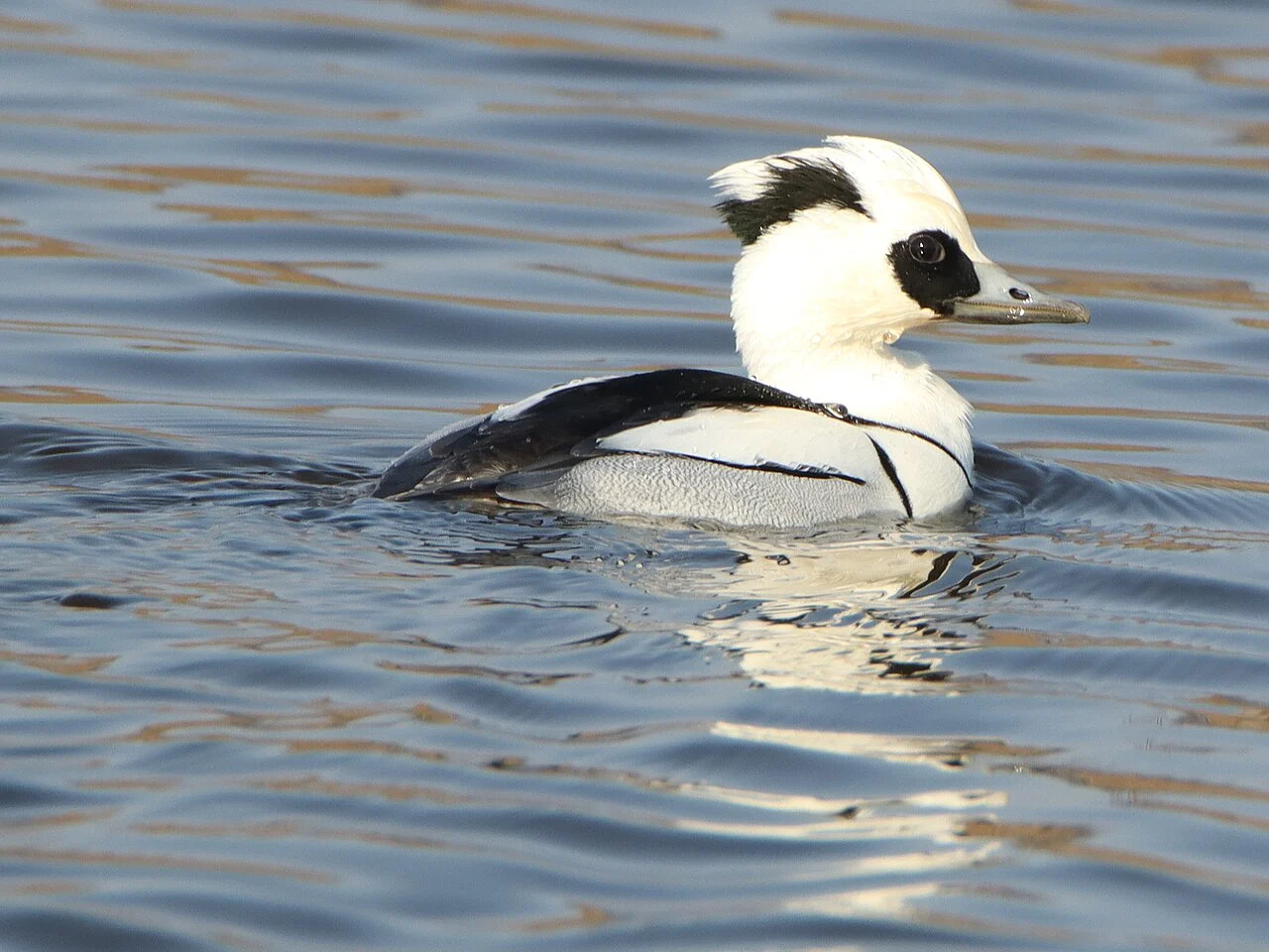 Smew