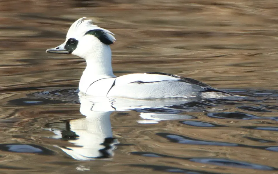 Smew (Mergellus albellus) — photo 3 of 4
