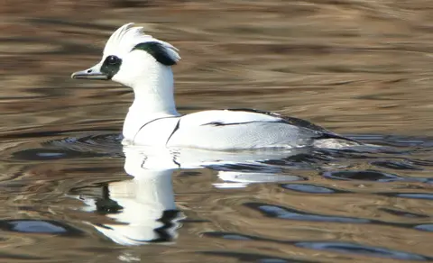 Smew (Mergellus albellus) — photo 3 of 4